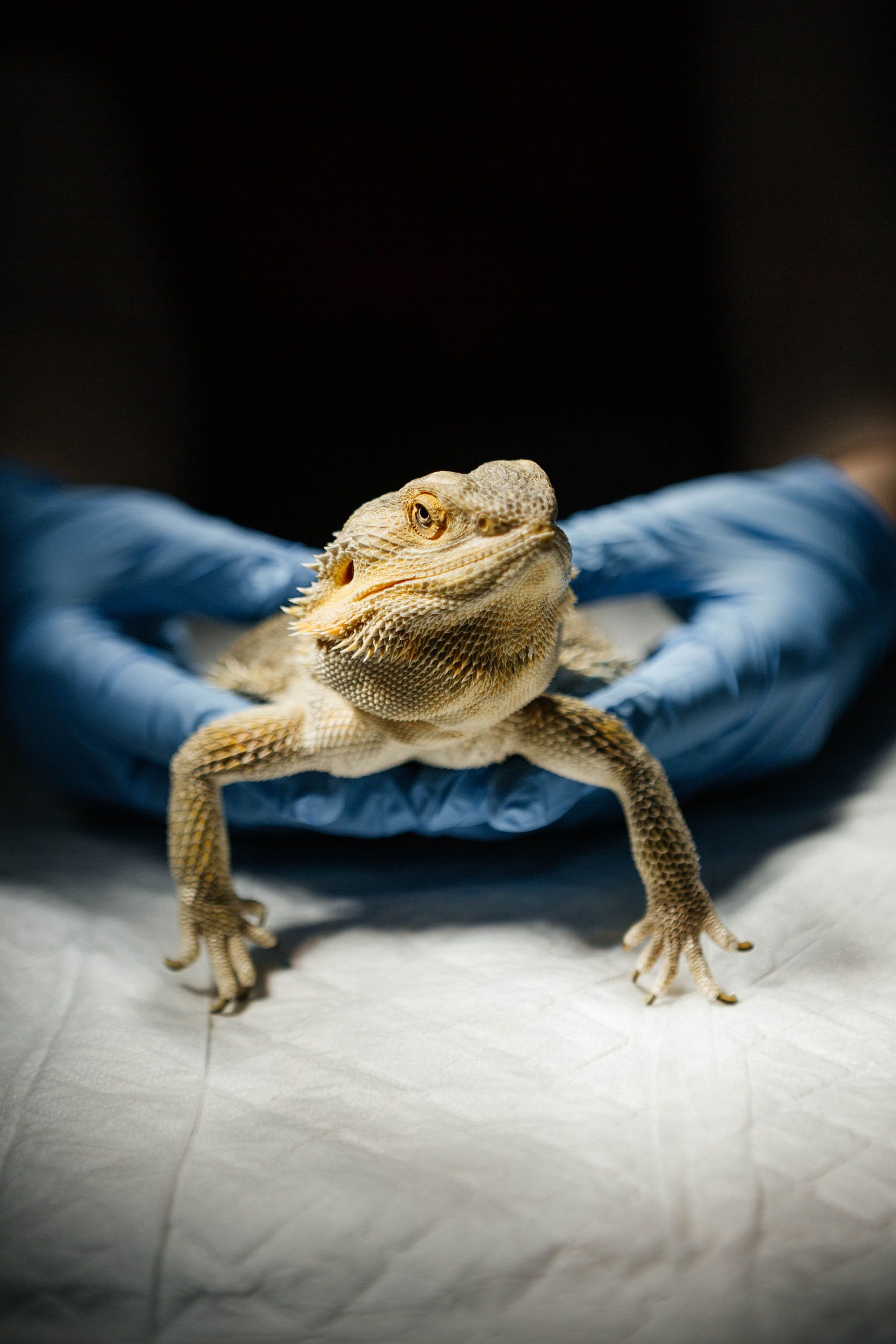 Bearded dragon on a white surface, held gently by blue-gloved hands against a dark background