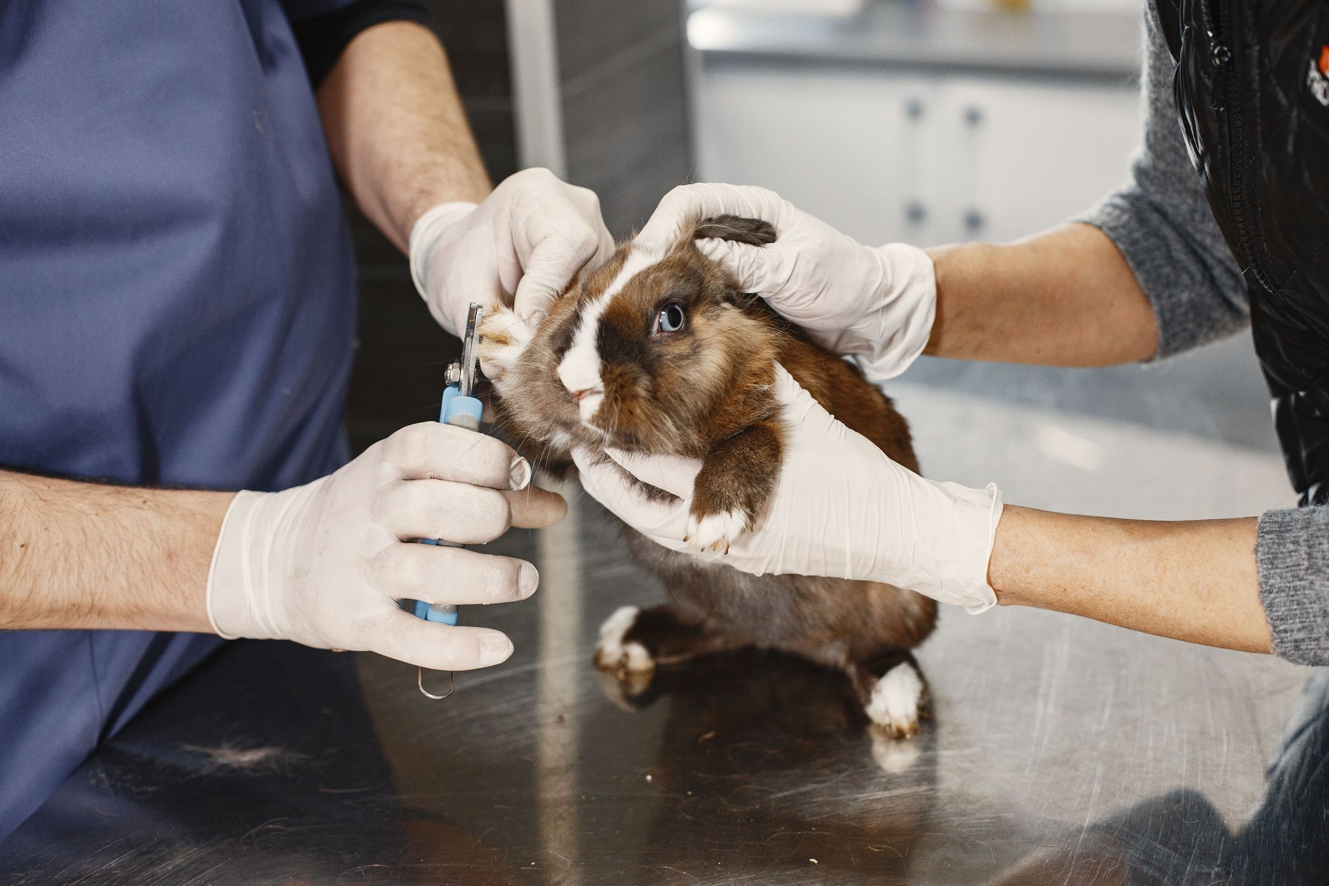 Vets restrain a brown-and-white rabbit on a stainless steel table during an exam