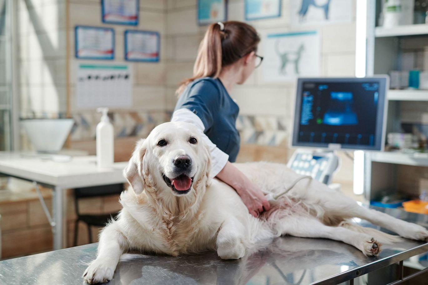 veterinarian examining dog on clinic table