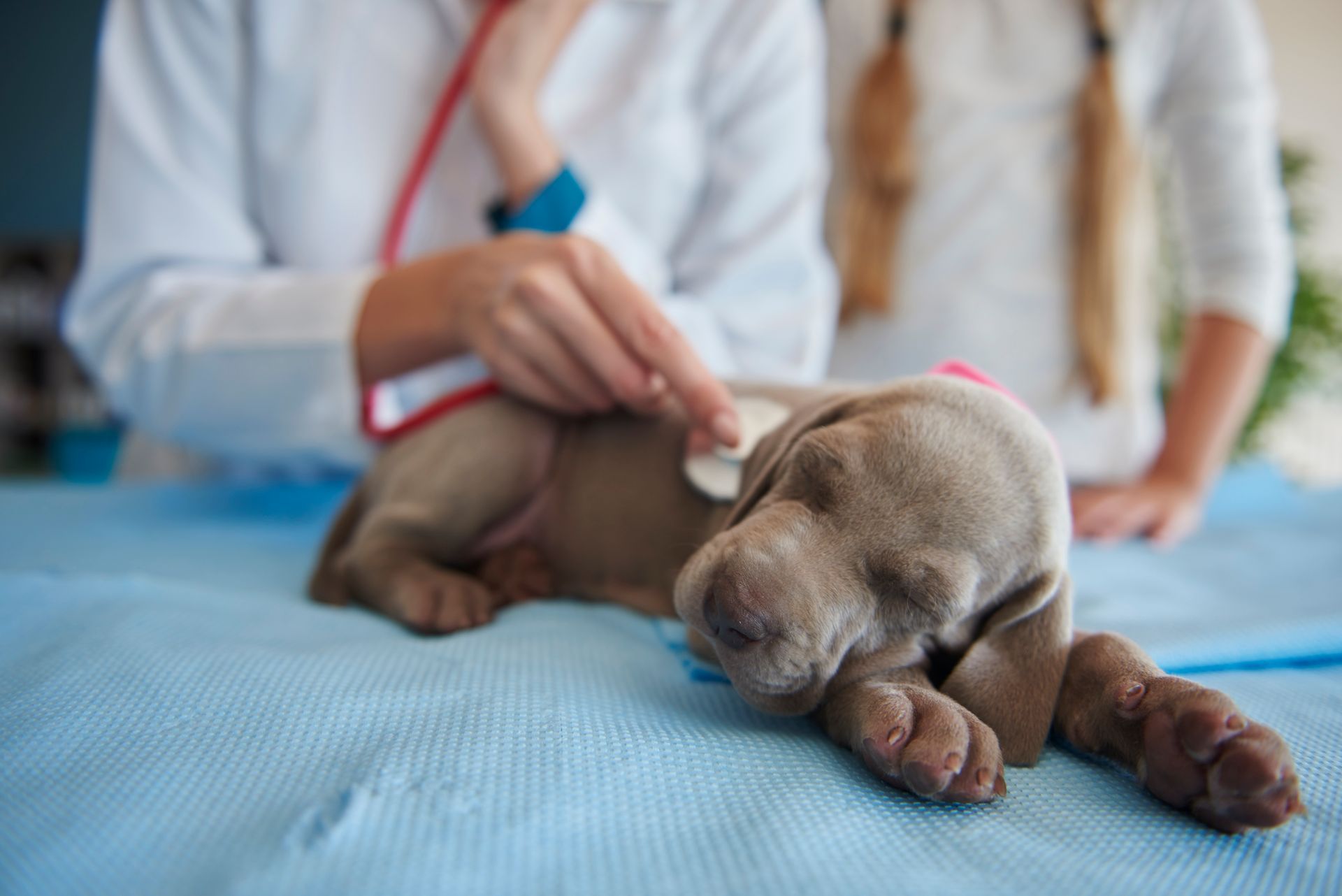 veterinarian performing routine check-up on puppy