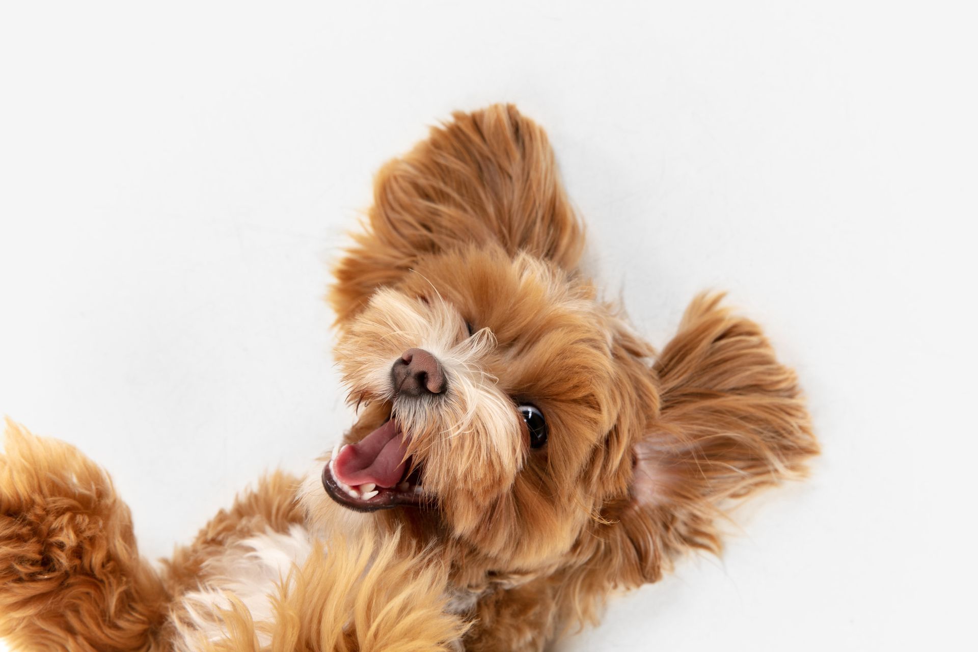 dog posing on white background