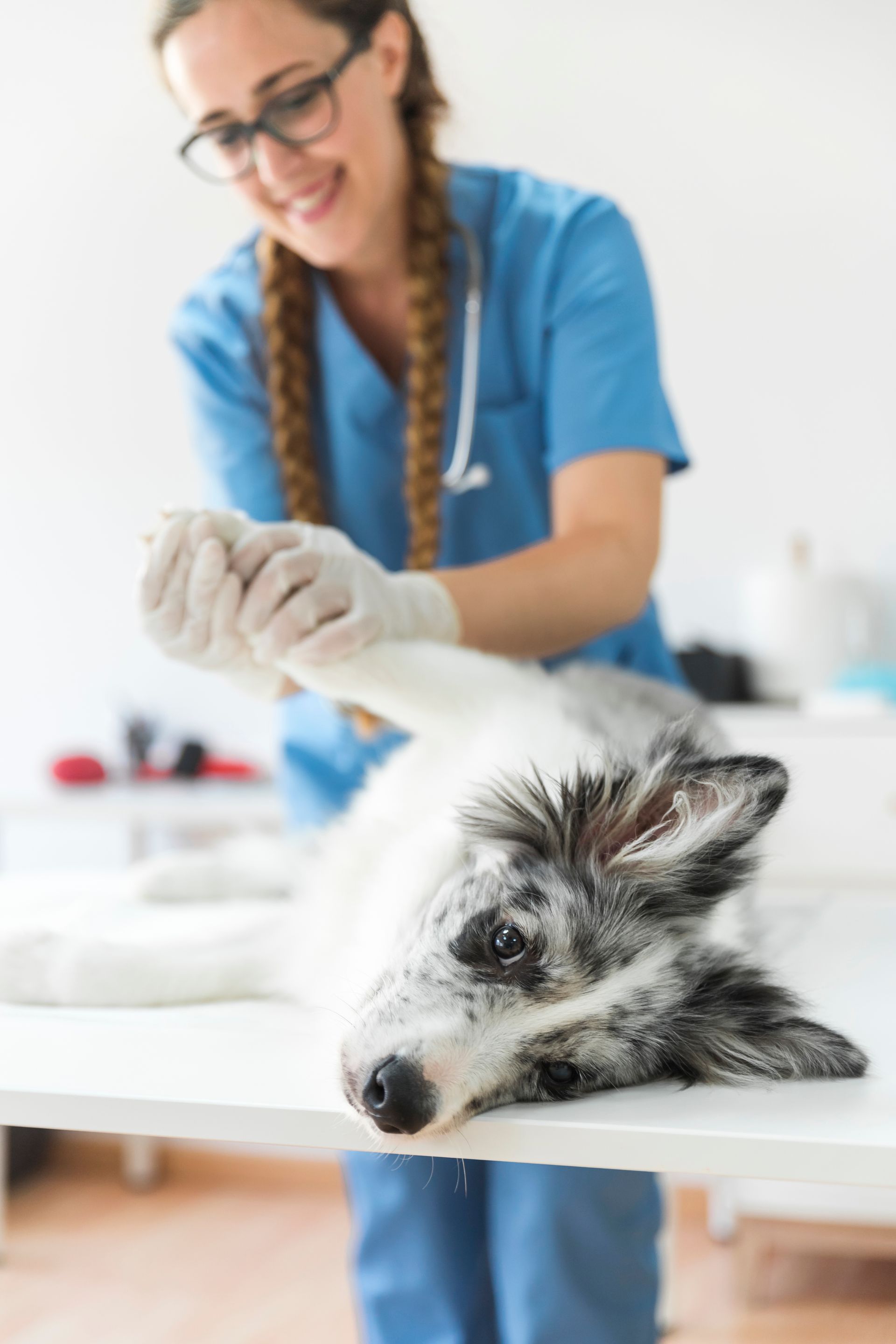 Veterinarian in blue scrubs tending to a relaxed black-and-white dog on an exam table