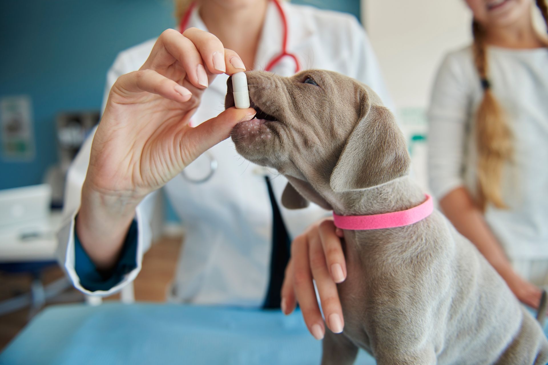 veterinarian giving medicine to puppy