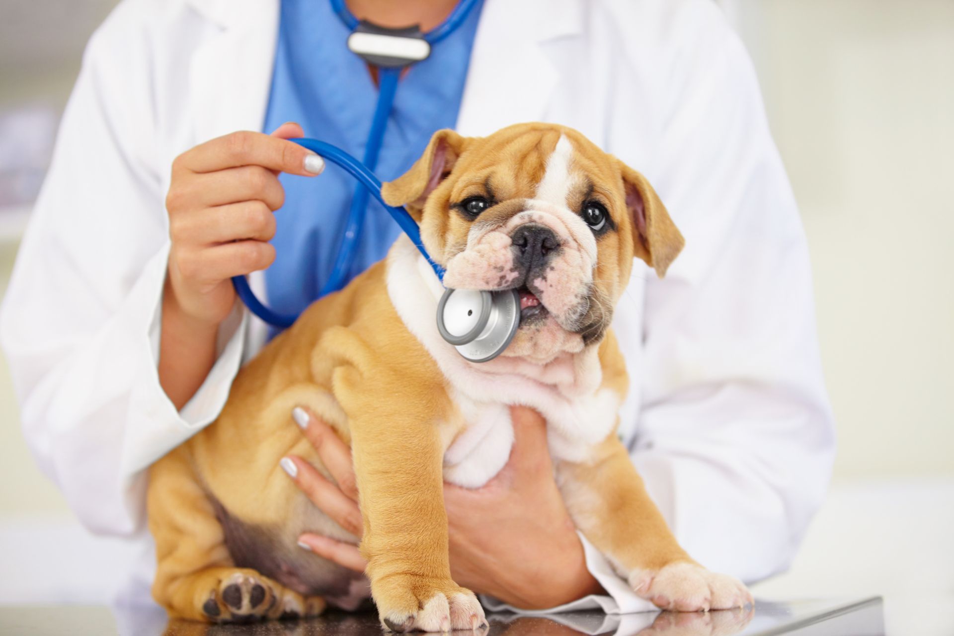 Veterinarian examining a bulldog puppy with a stethoscope in a clinic