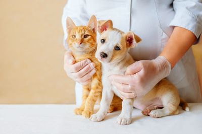 Veterinarian Examining Cat and Dog Together at Auburn Bay Veterinary Clinic Calgary