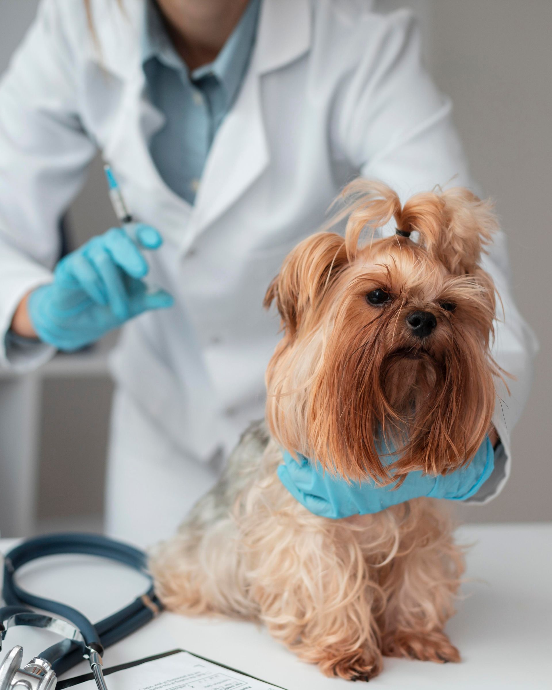 veterinarian check ing puppy s health