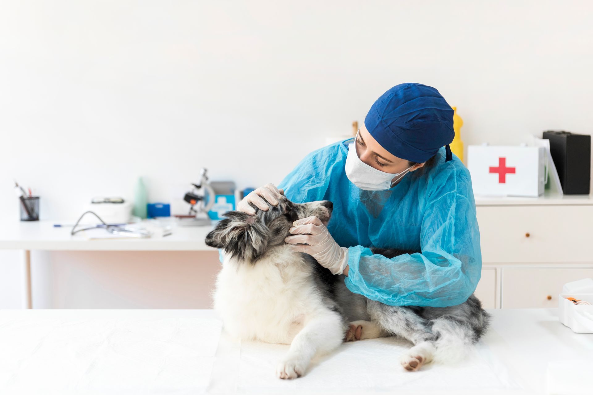 veterinarian examining cat in clinic