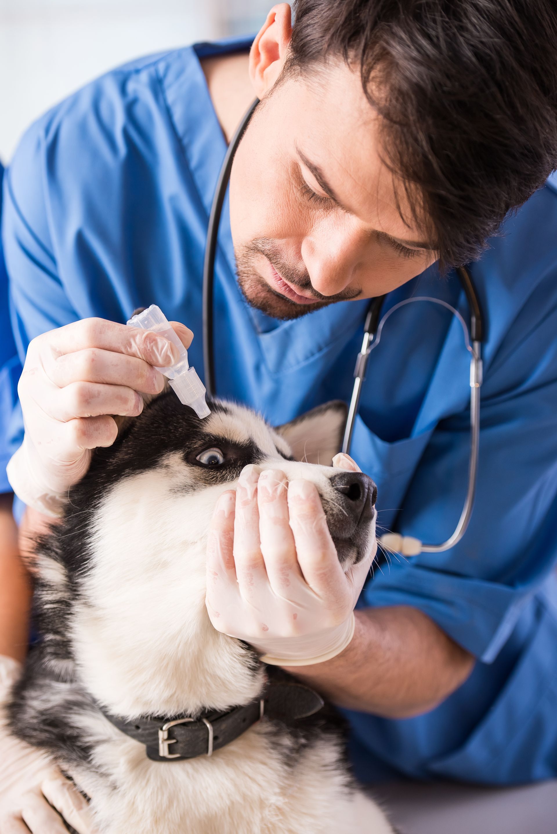 veterinarian is dripping drops dog s eye clinic