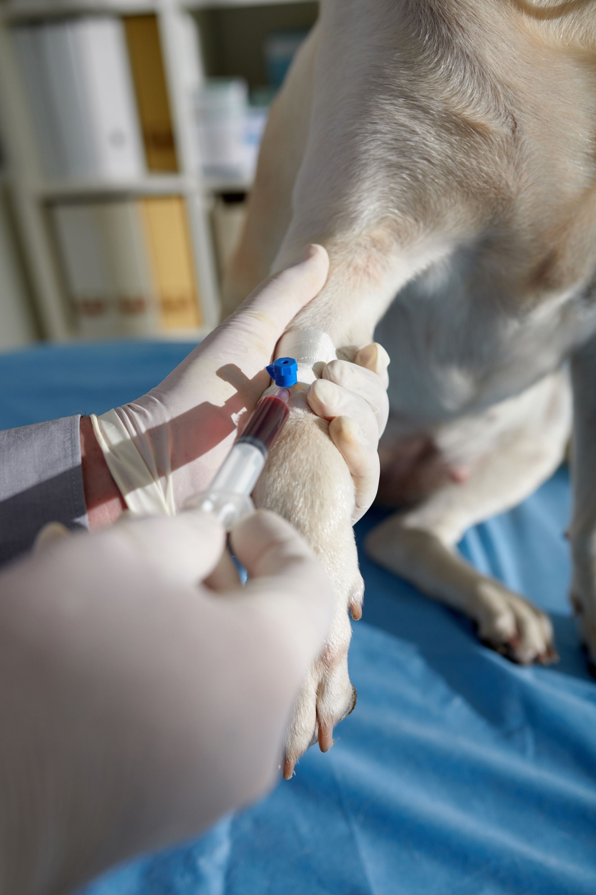 Veterinarian drawing blood from a dog’s front leg on a blue exam table