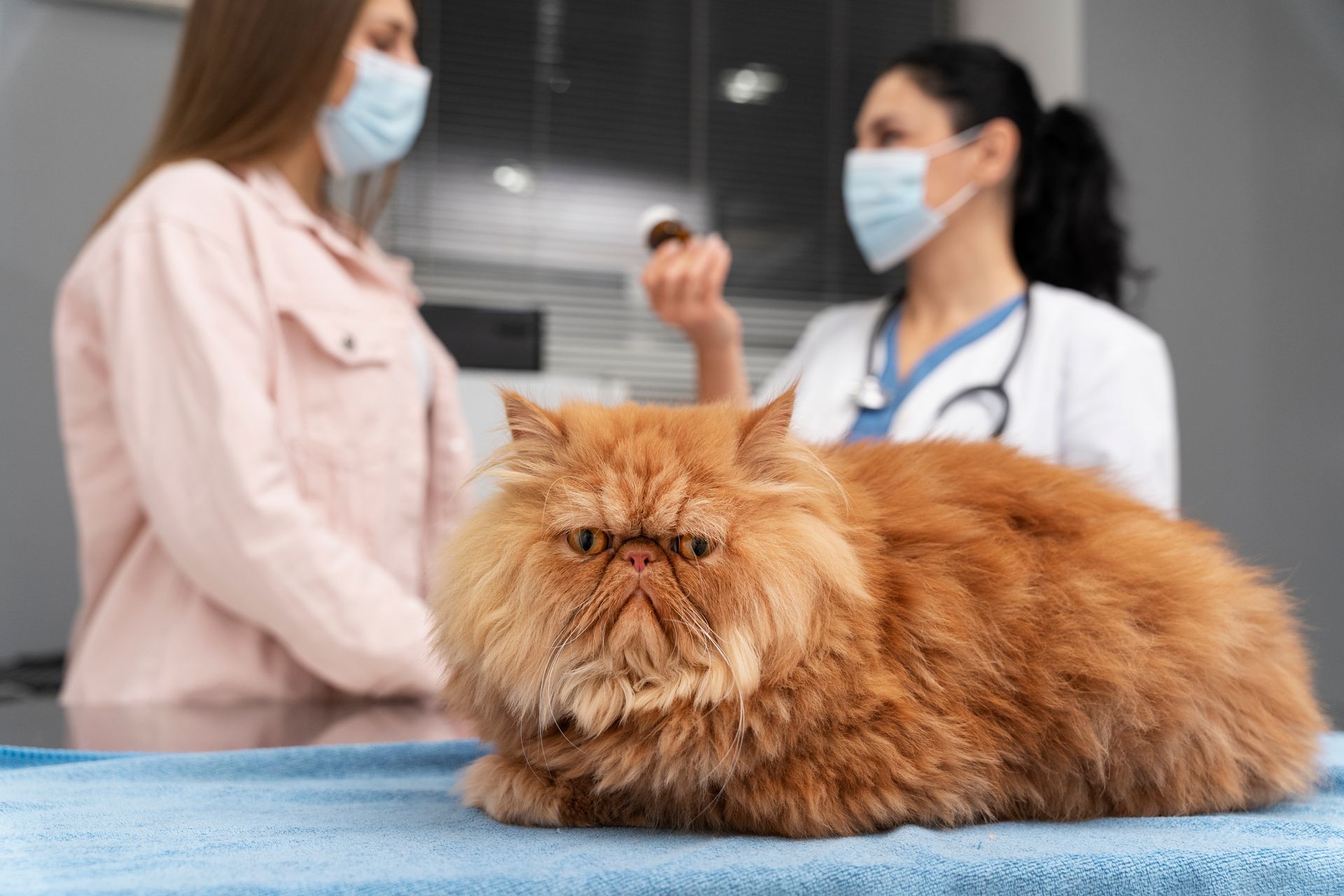 Fluffy orange cat on a vet exam table with two masked veterinarians in the background