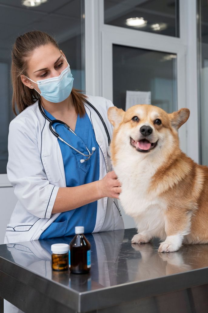 Veterinarian in scrubs and mask examining a smiling dog on a clinic table