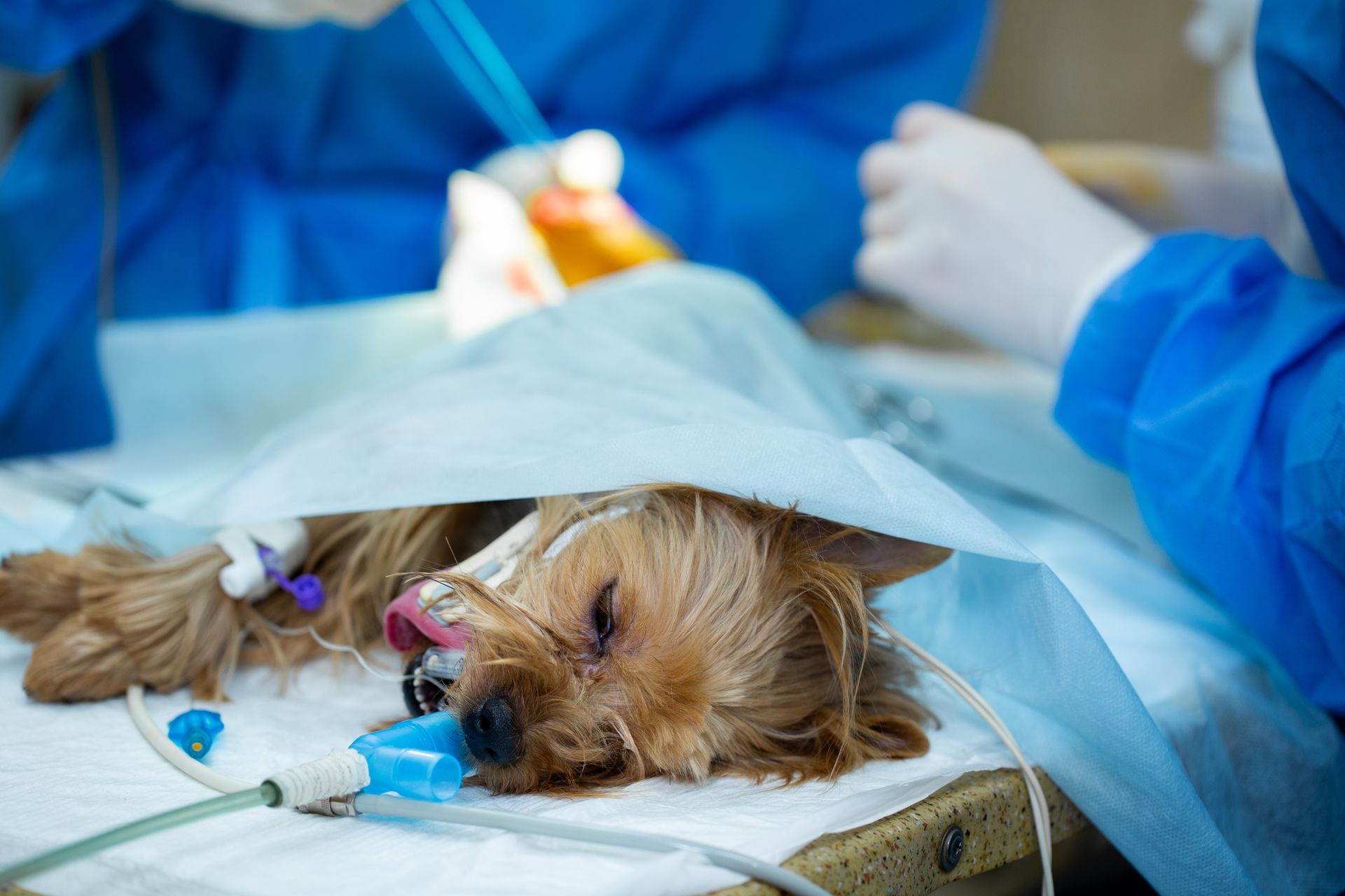 veterinary surgeon performing dog surgery