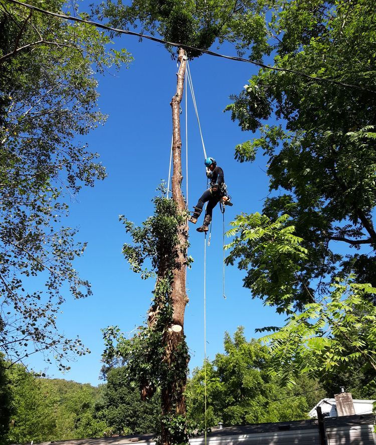 Arborist in orange helmet and safety gear, working on a tree, securing ropes.