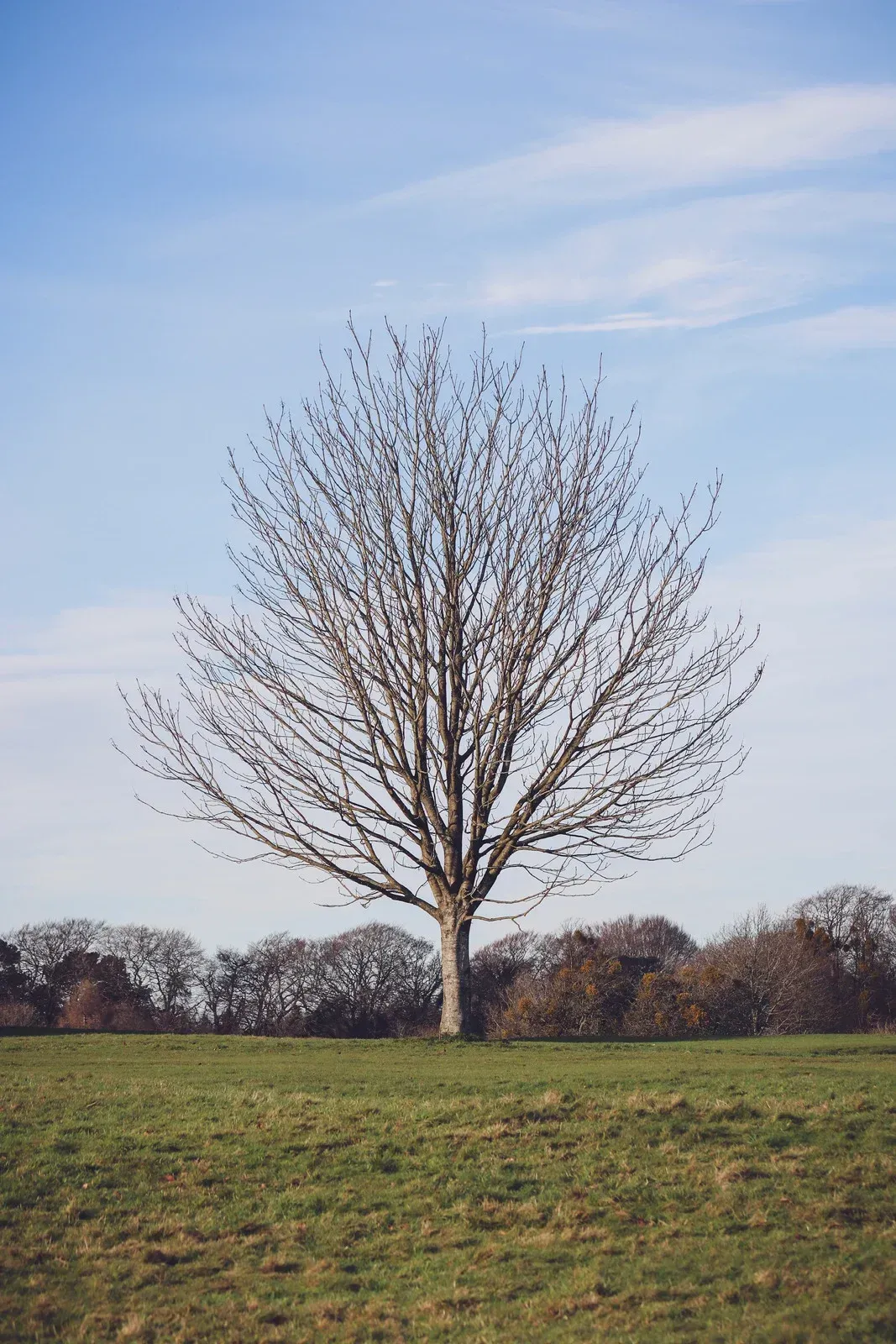 Bare tree in a green field under a blue sky, other trees visible in the background.