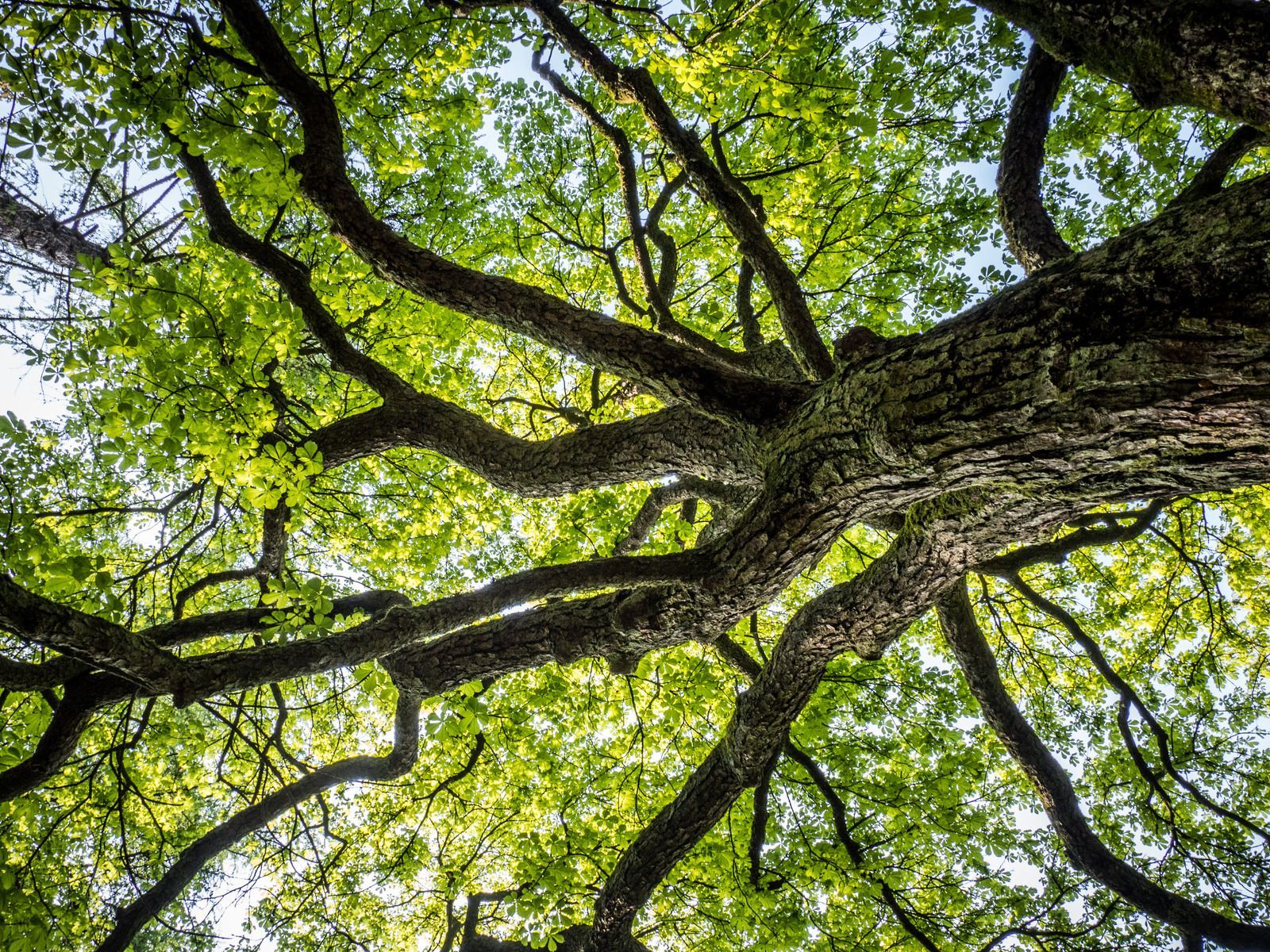 View from below of a tree's branches with green leaves, illuminated by sunlight.