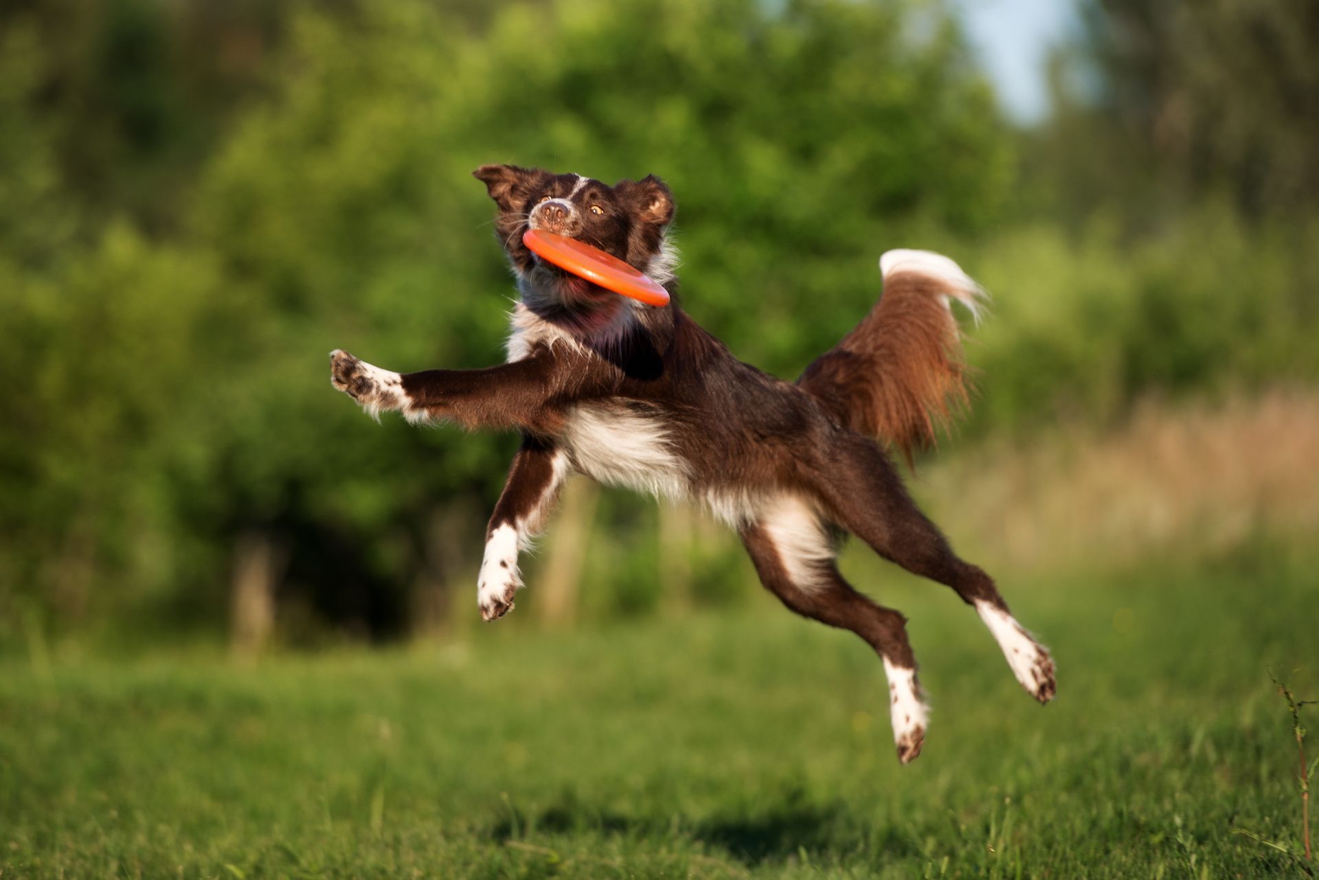 A brown and white dog is jumping in the air to catch a frisbee.