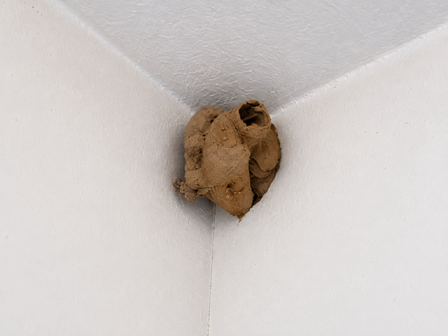 Pest control worker spraying baseboards in a bright living room
