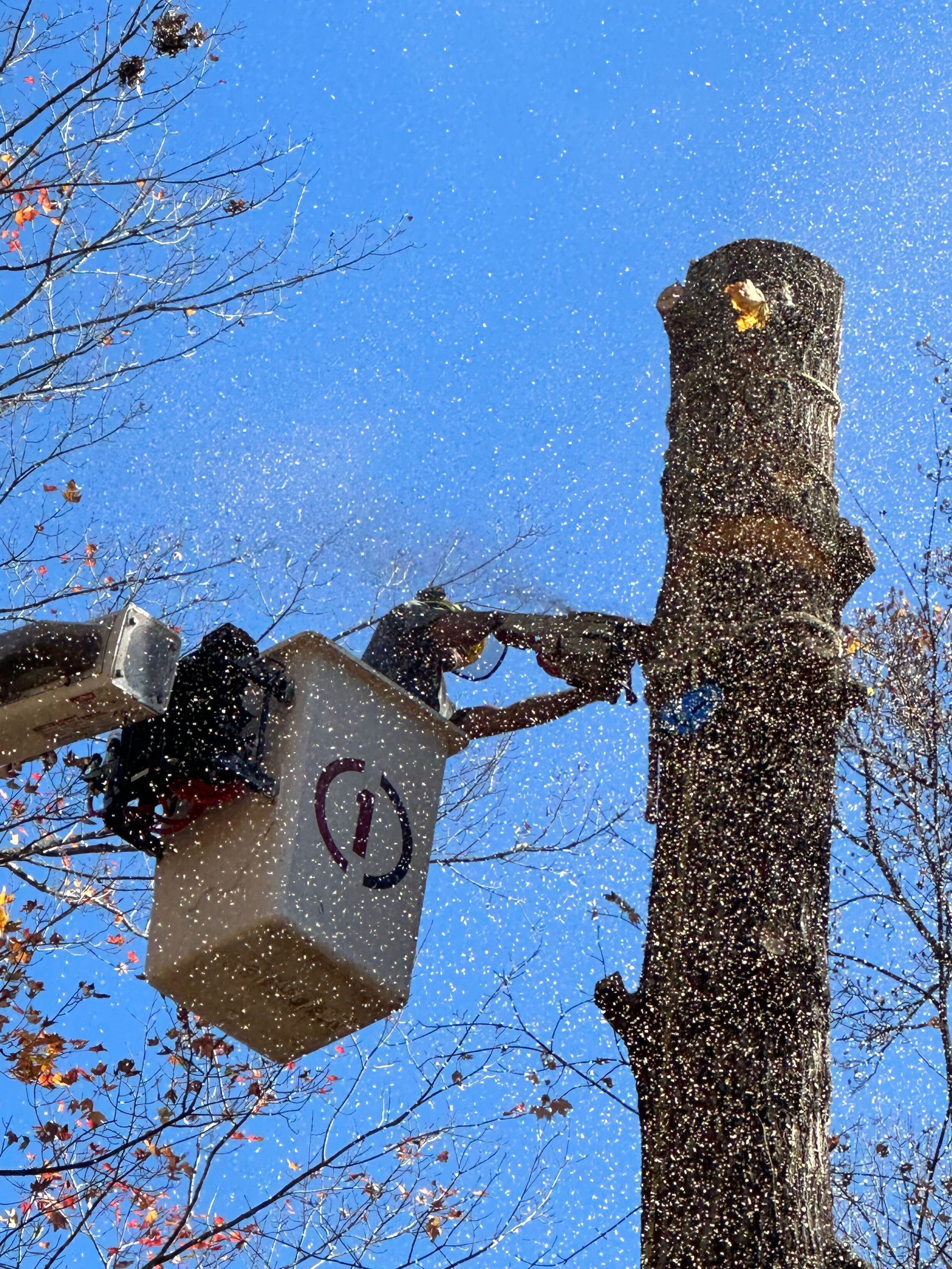 Person in a bucket cutting down tree.