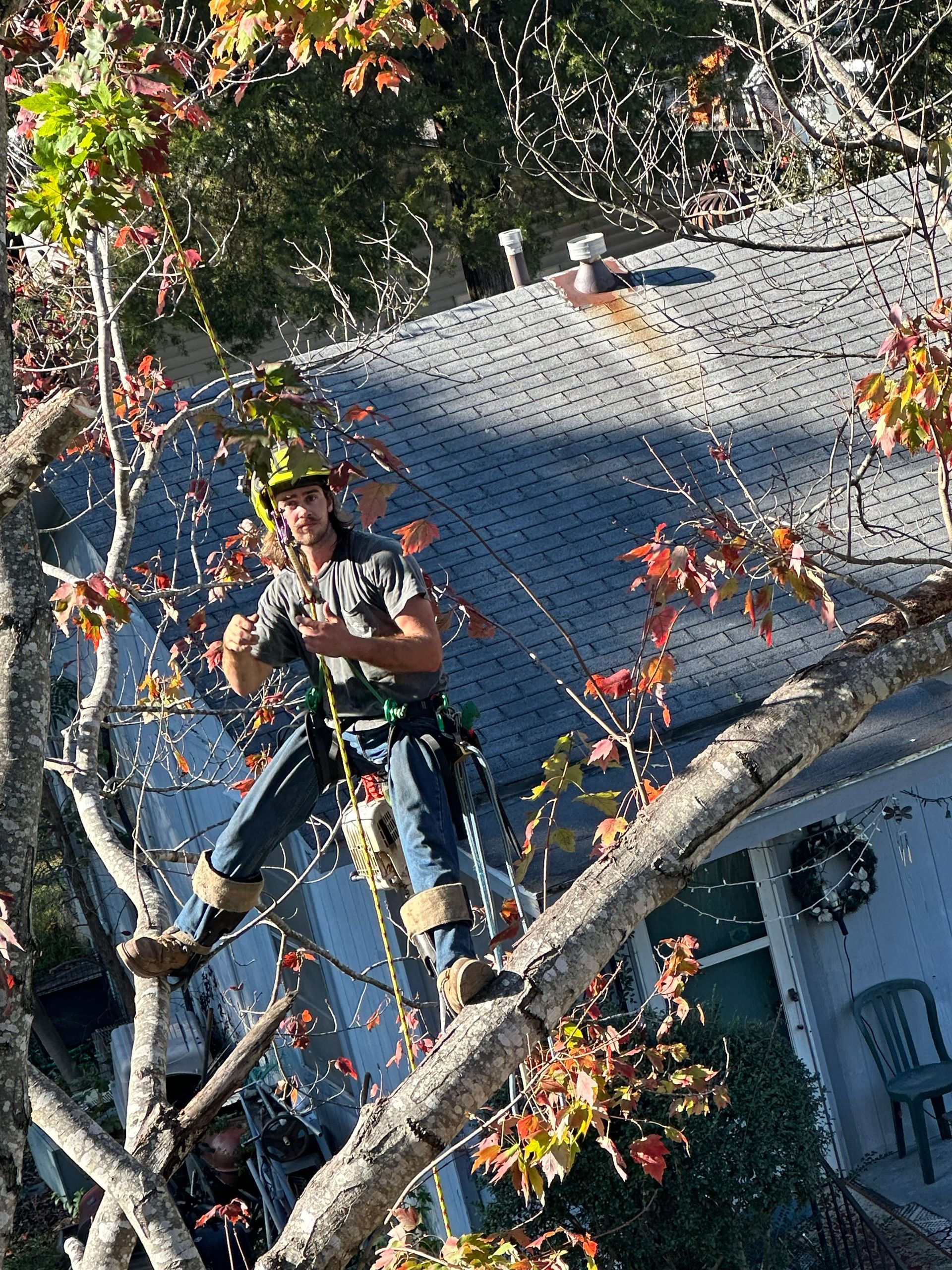 Person trimming a tree.