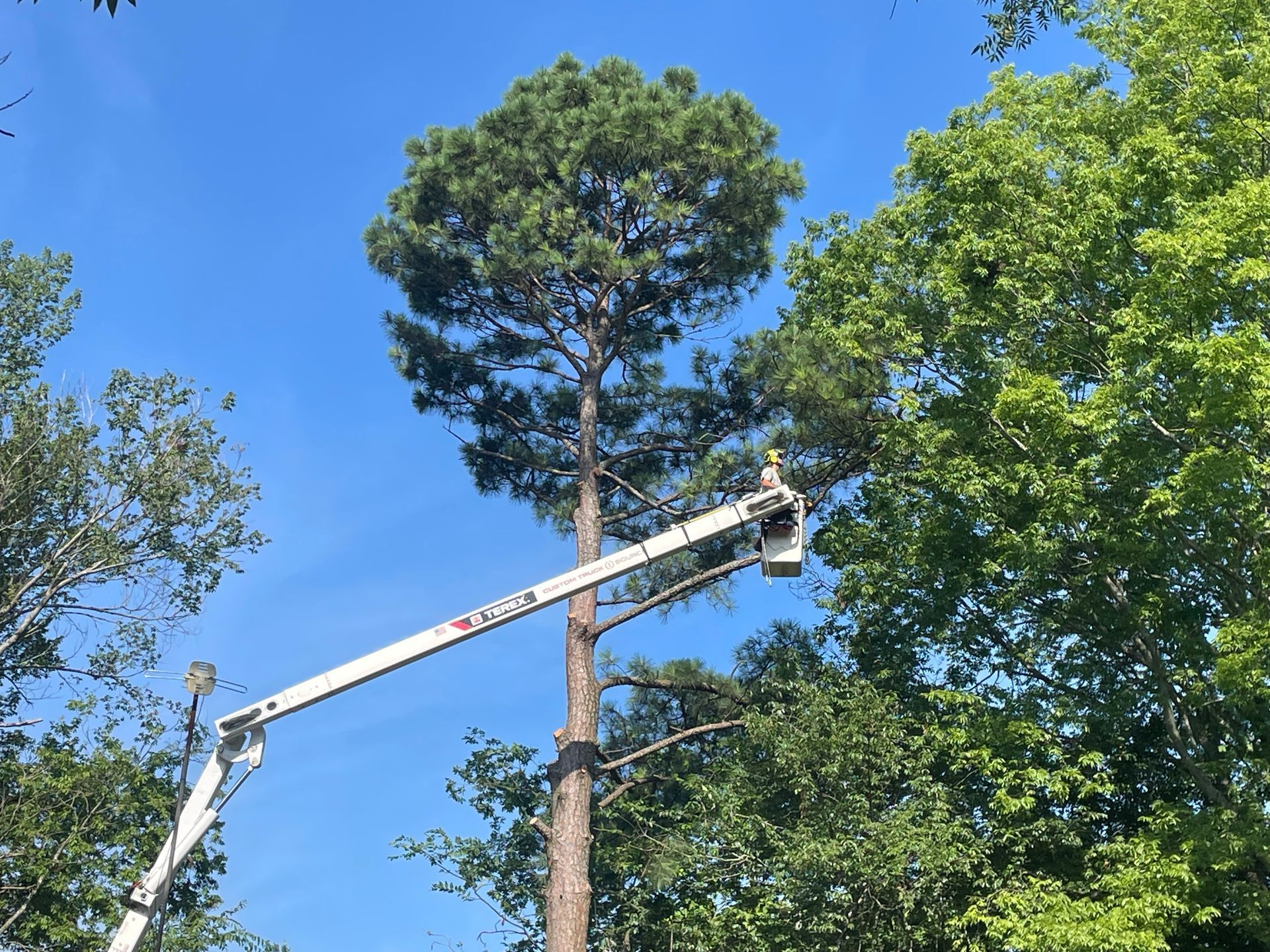 Person in bucket assessing a tree for removal.