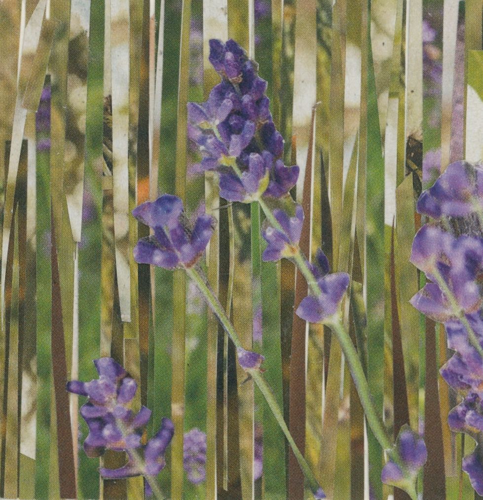 Purple lavender flowers against green, vertical strips of foliage.