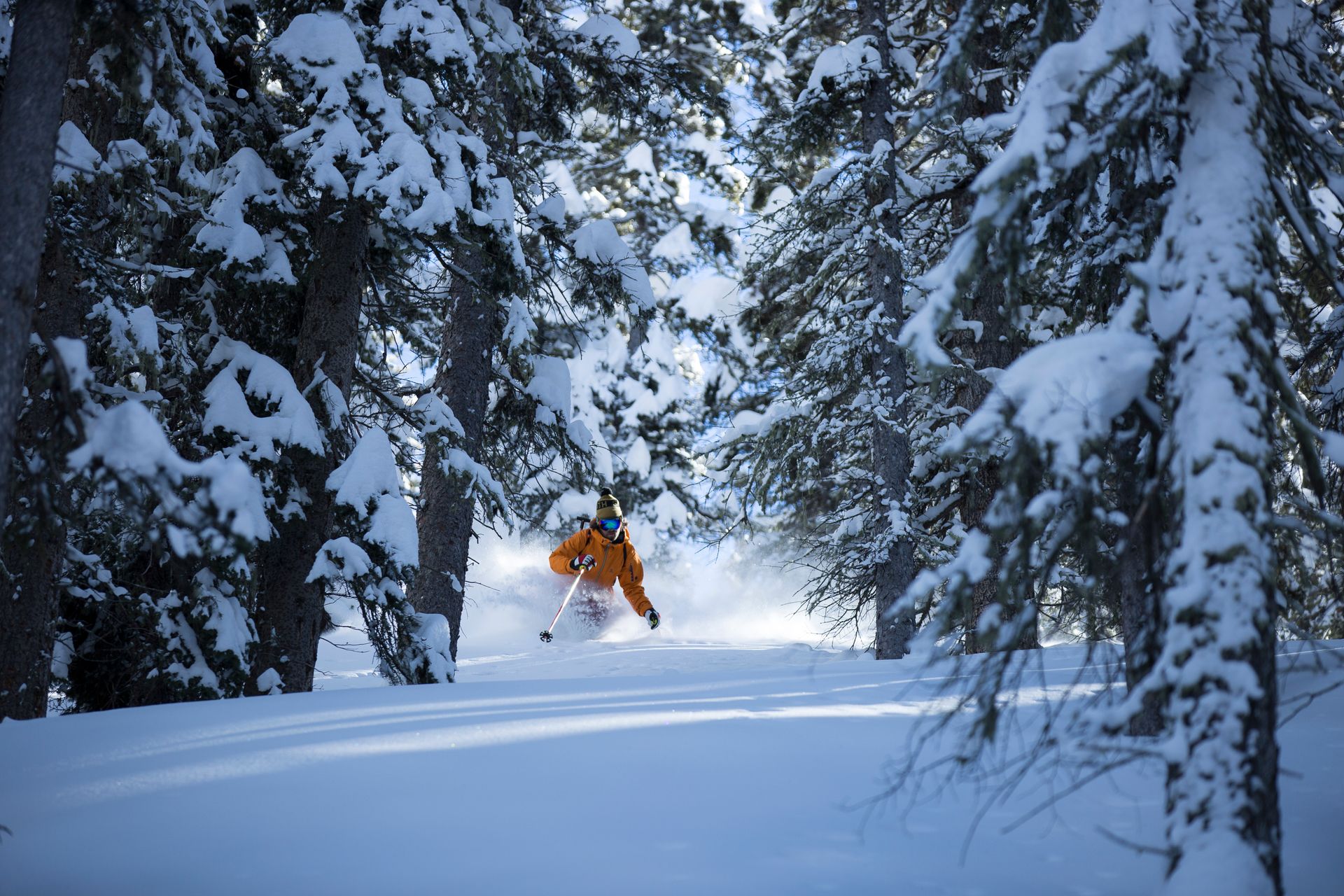 A person is skiing through a snowy forest.
