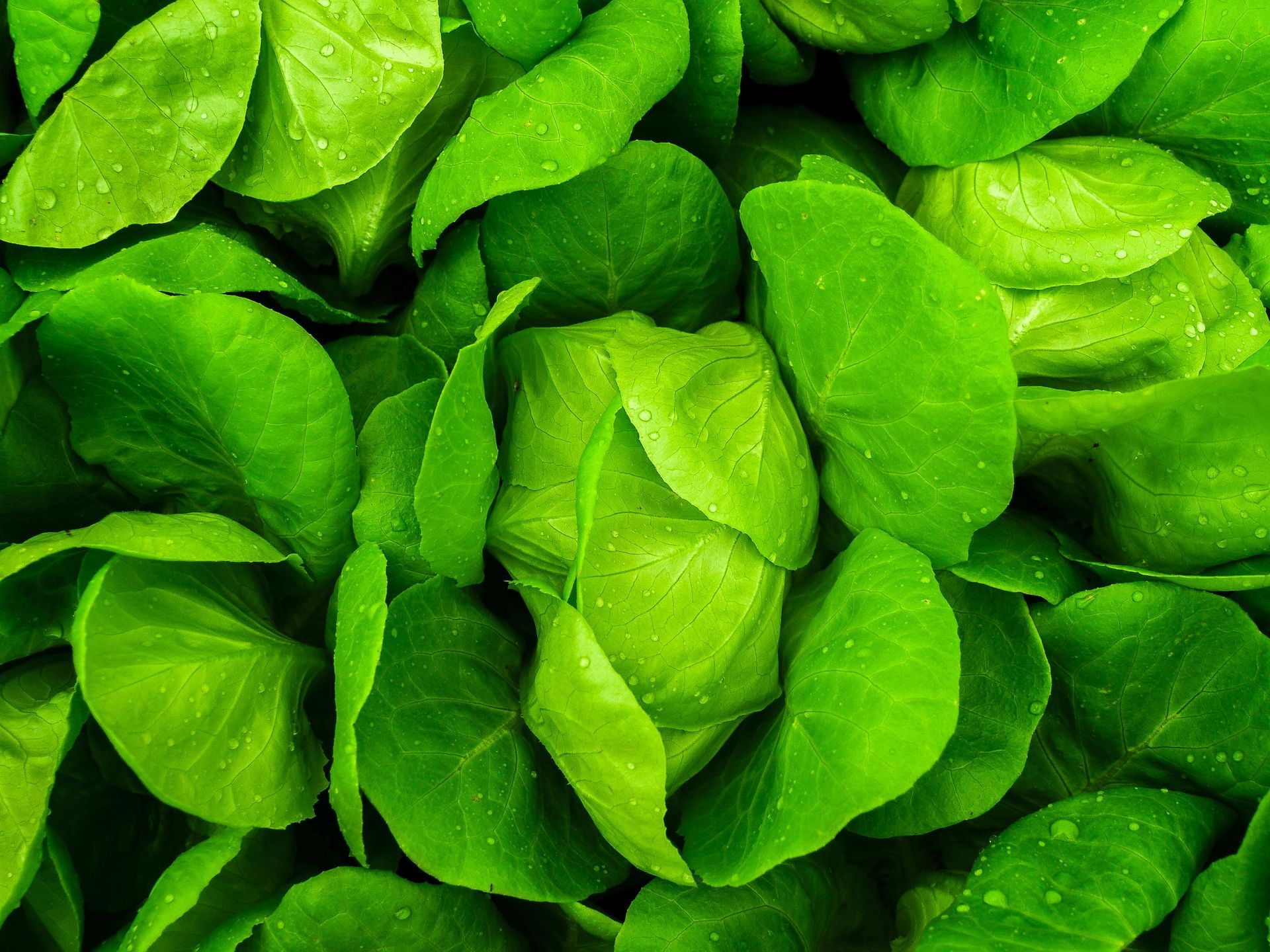 Spinach