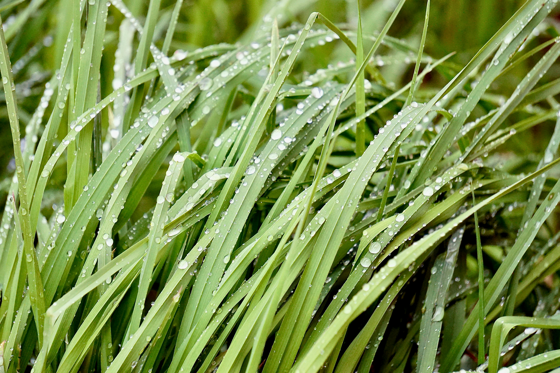Lemongrass