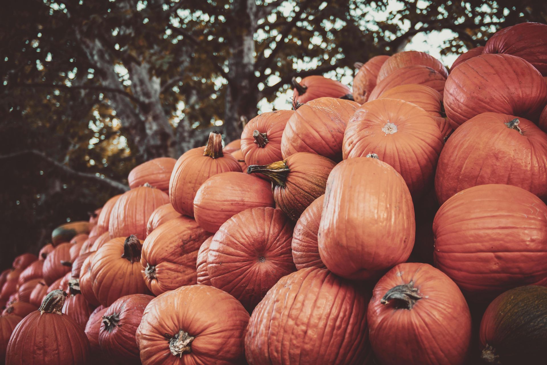 Pumpkin