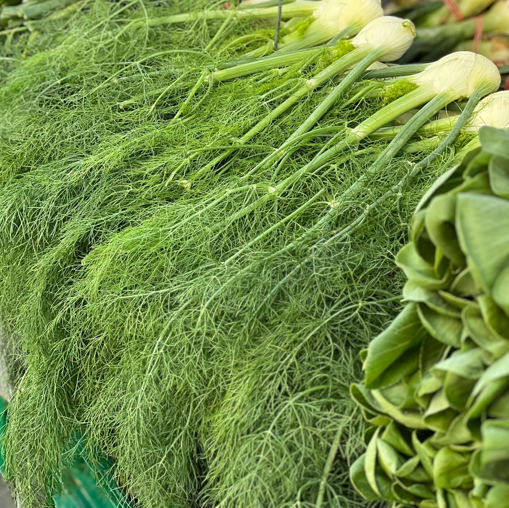 Fennel