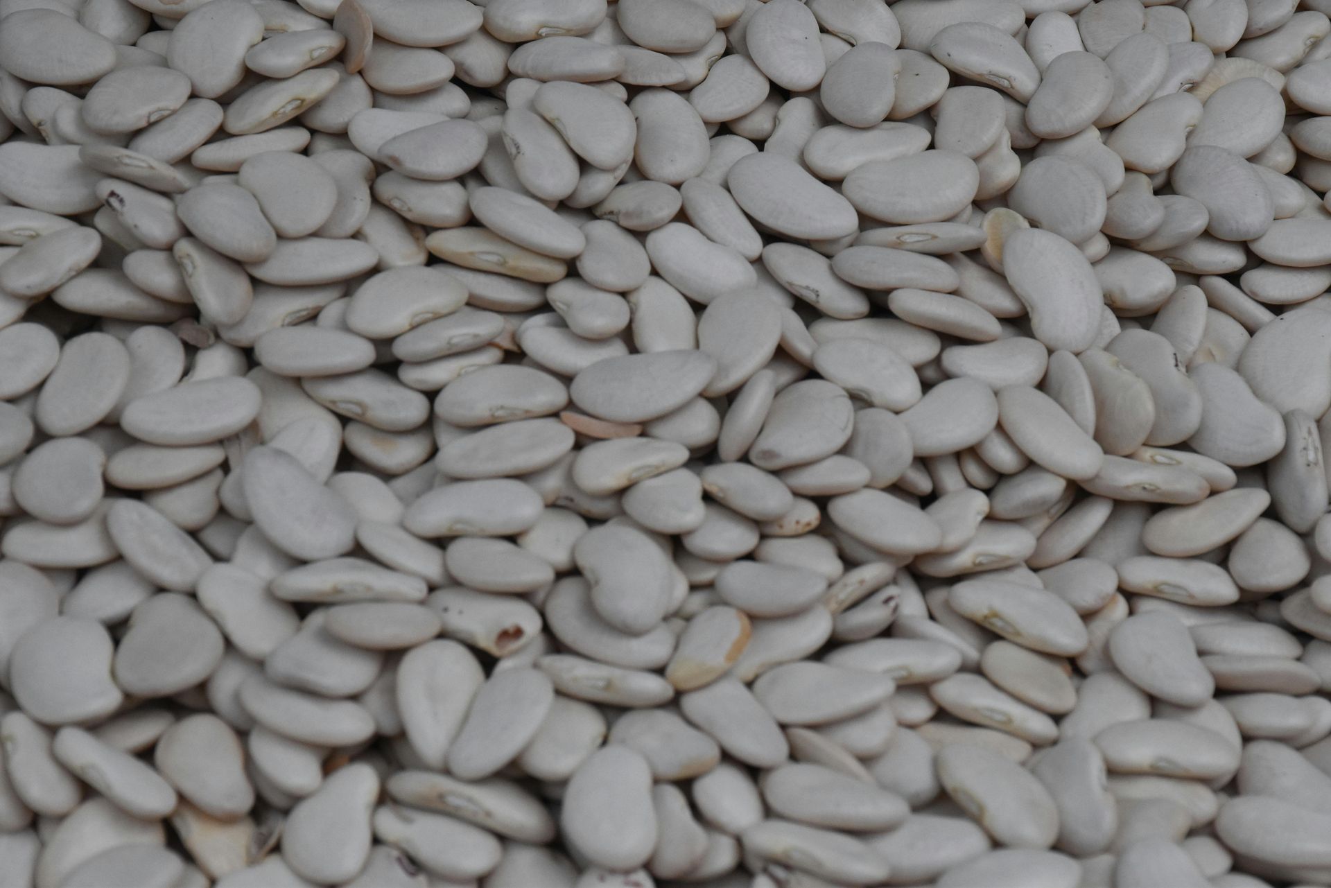Great Northern Beans