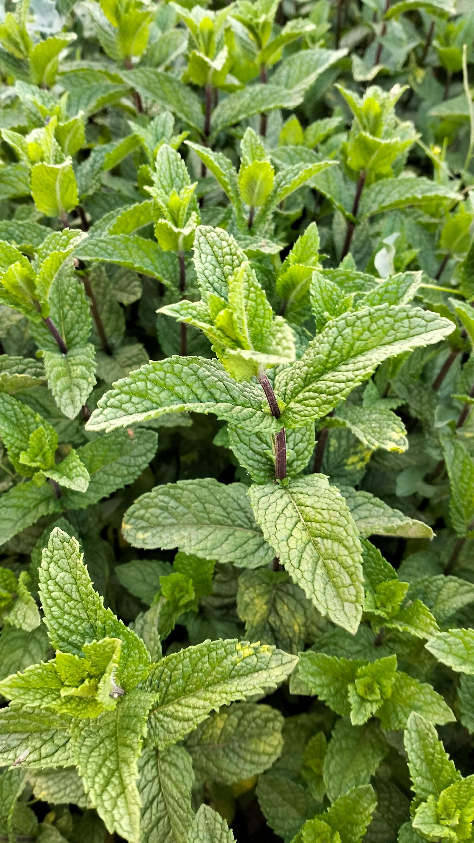 Spearmint