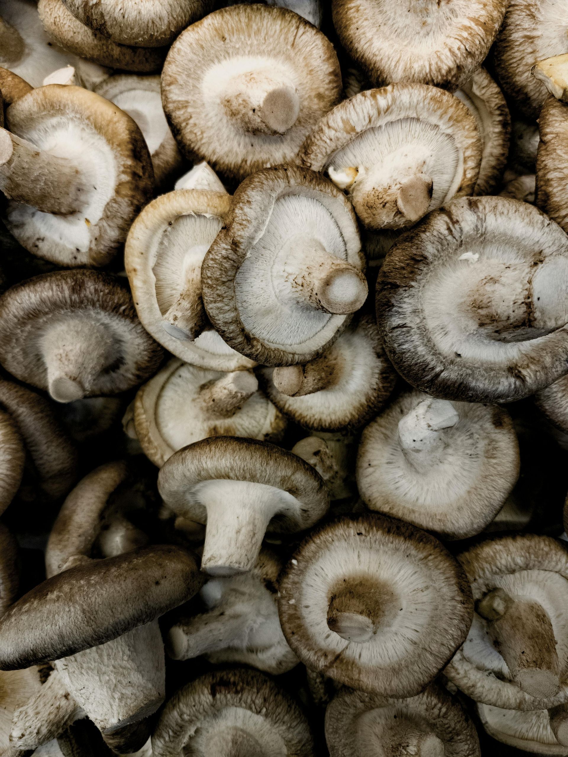 Mushrooms