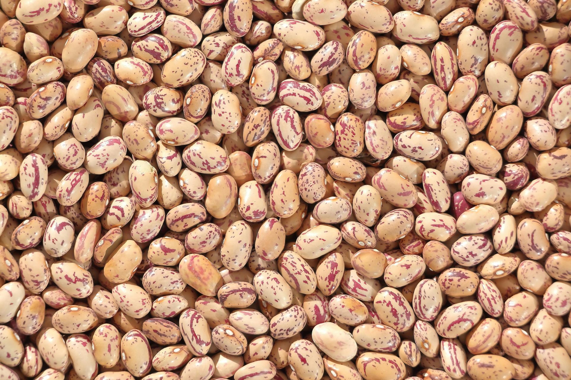 Pinto Beans