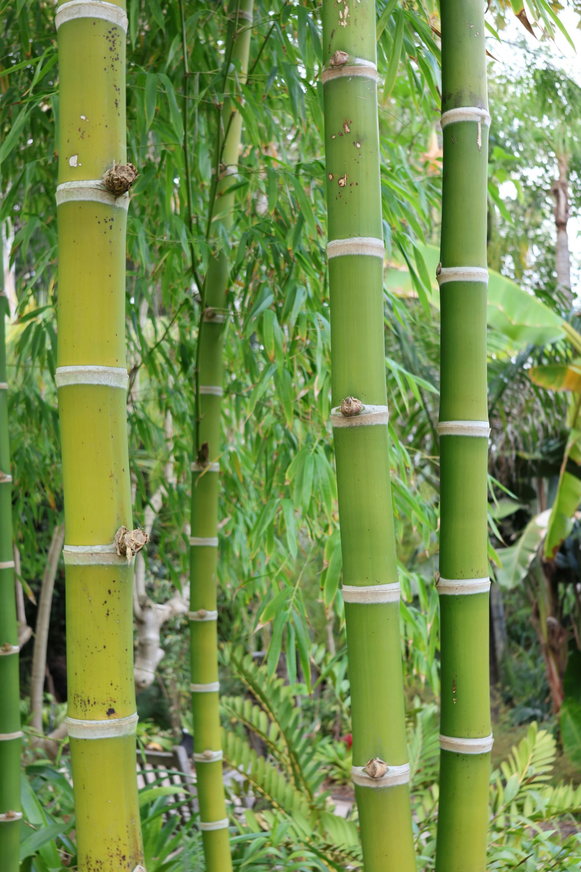 Bamboo Shoot