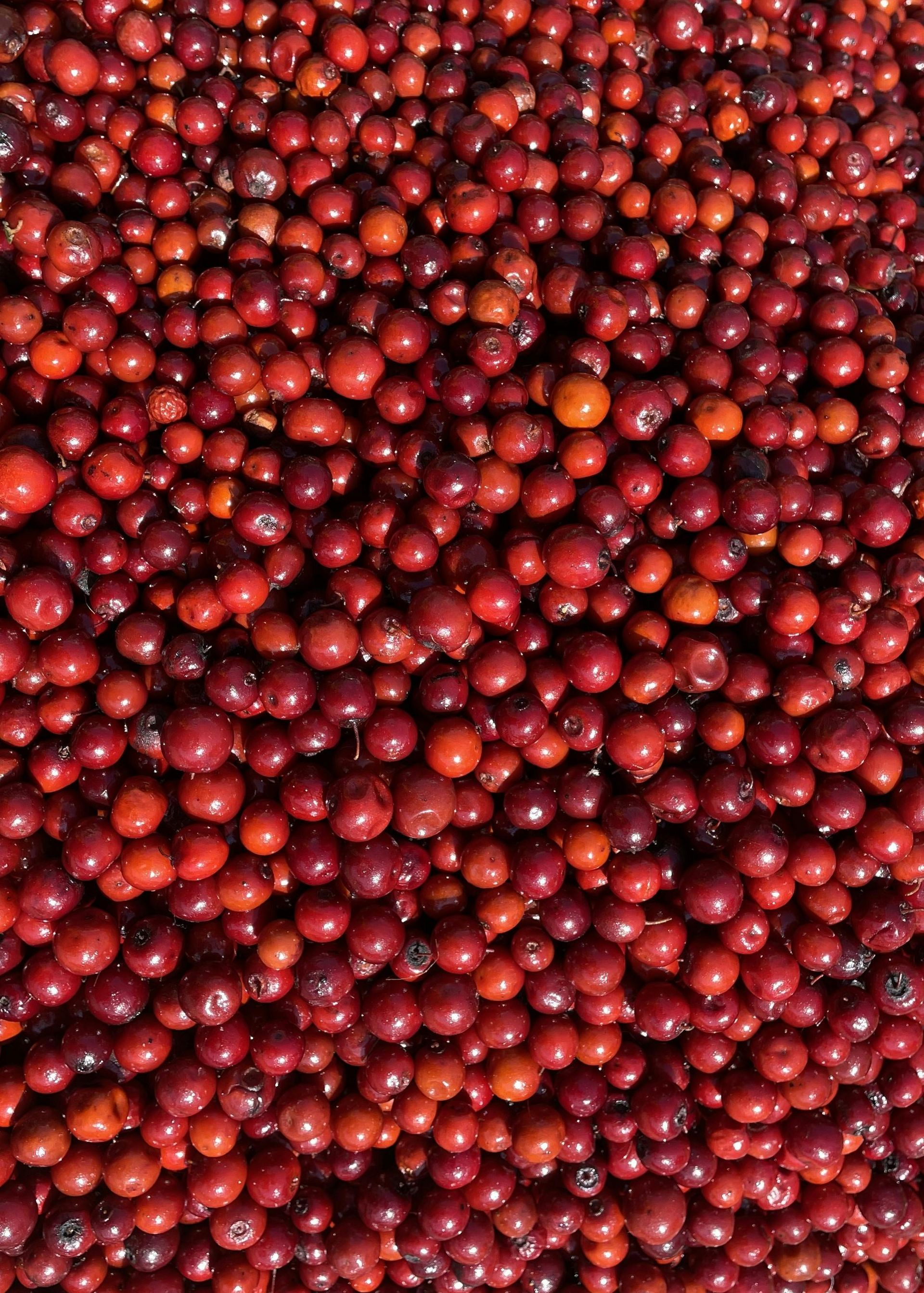 Cranberries