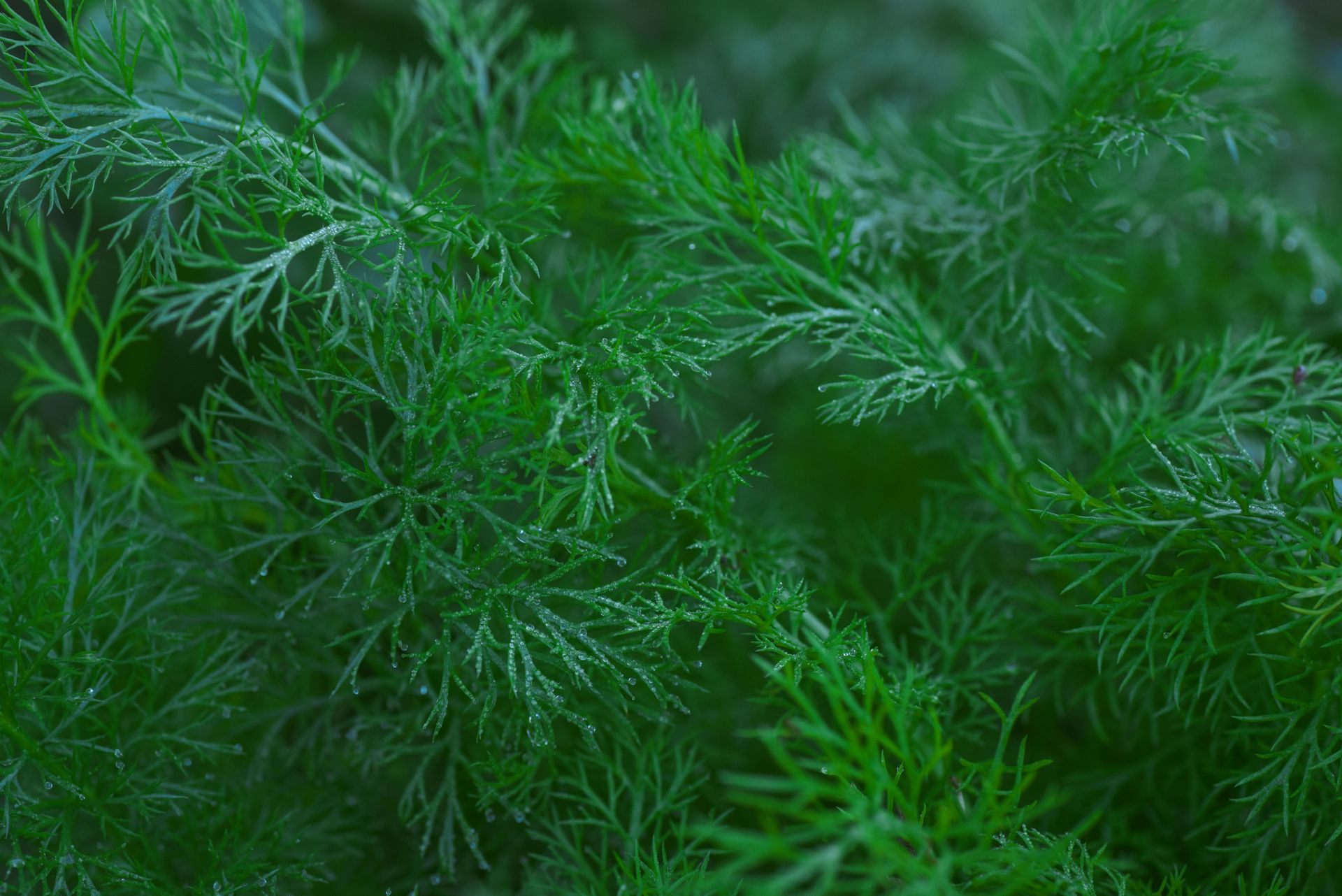 Dill