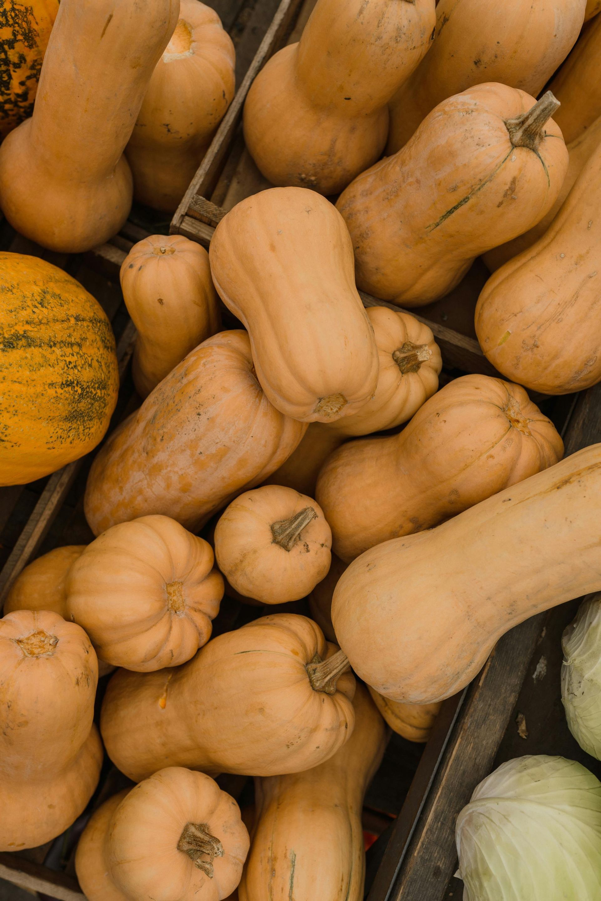 Butternut Squash