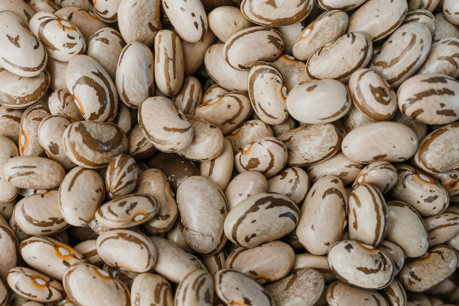 Beans / Legumes