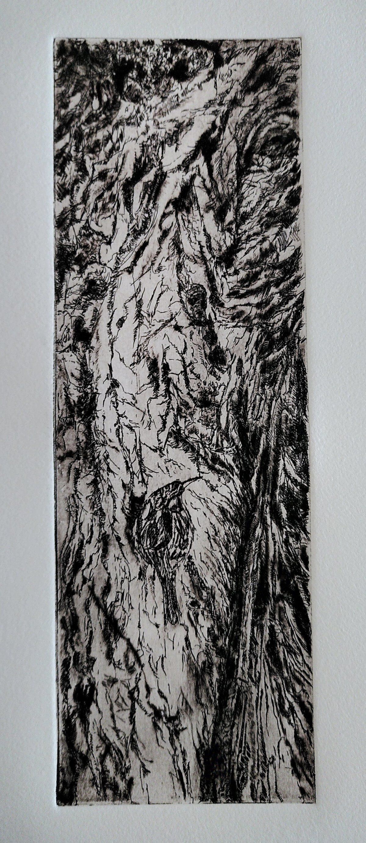 treecreeper etching drypoint bird wingnut