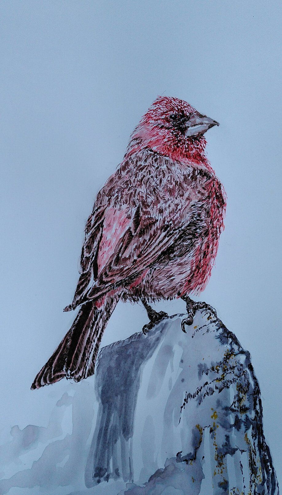 pen inkdrawing strawberry finch bluthänfling