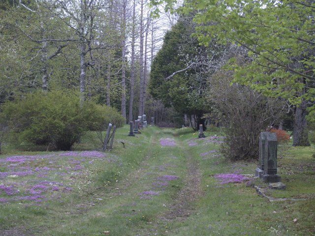 Grassy cemetery path lined with headstones and trees, with purple flowers scattered on the ground.