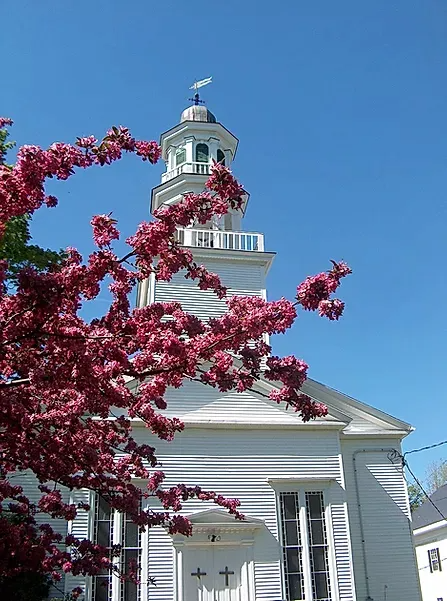 White church steeple behind pink blossoms under a bright blue sky
