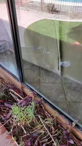 Glass window reflecting patio and lawn beside a flower bed and tiled walkway
