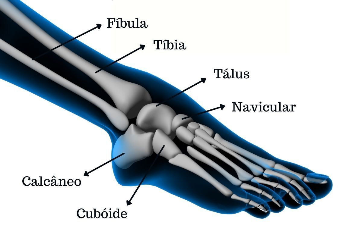 anatomia-tornozelo-dr-ivan-giarola-ortopedista-tornozelo-sao-paulo