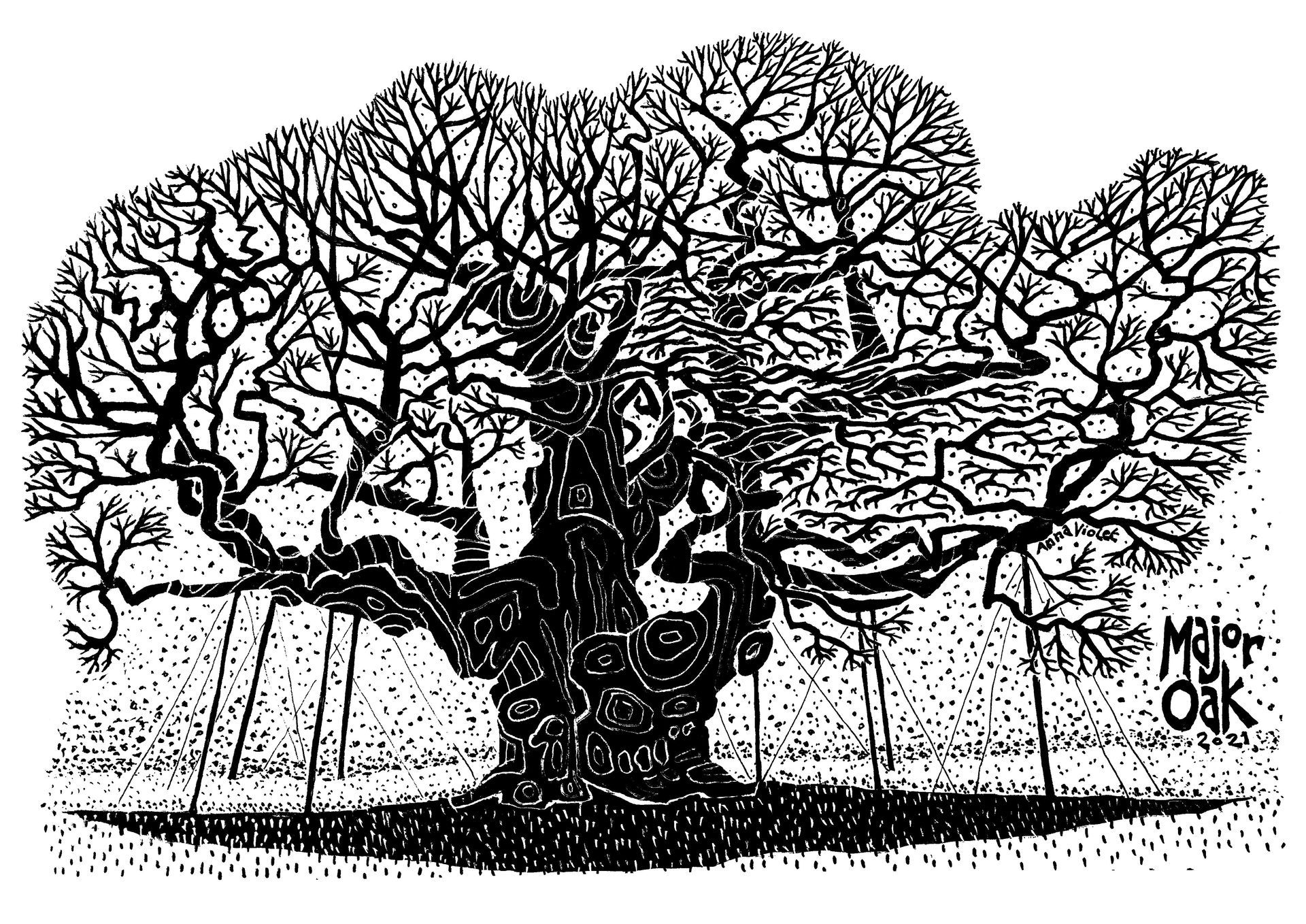 black and white, illustration, graphic, bold, ancient tree, sherwood forest, nottingham, robin hood, oak, anna violet illustrator,