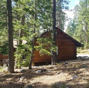 Wooden cabin among tall pine trees in a forest clearing