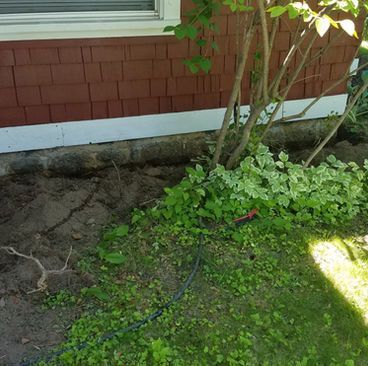 Garden bed with red house siding, tree trunks, green groundcover, and a patch of bare soil by a window