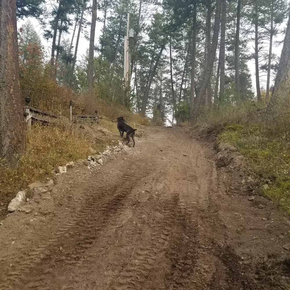 Dog walking up a muddy dirt road in a pine forest