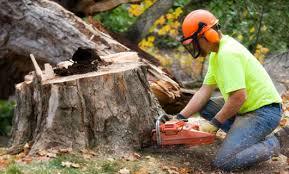 Stump Grinding | Meadville, PA